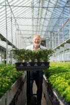 Plant Parenting